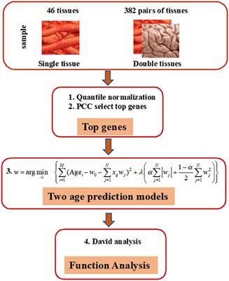 Improved Human Age Prediction by Using Gene Expression Profiles From Multiple Tissues